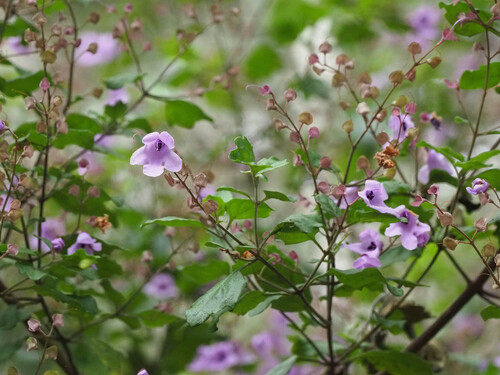 balm mintbush (Prostanthera melissifolia)