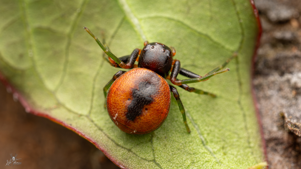 Mystaria flavoguttata