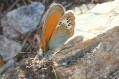 Coenonympha gardetta darwiniana