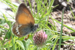 Coenonympha gardetta darwiniana