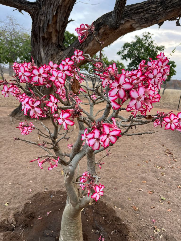 Adenium