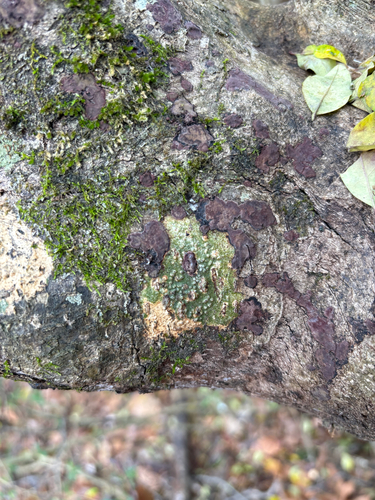 Anthracothecium observed 2025-12-28