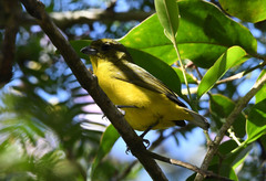 Euphonia luteicapilla