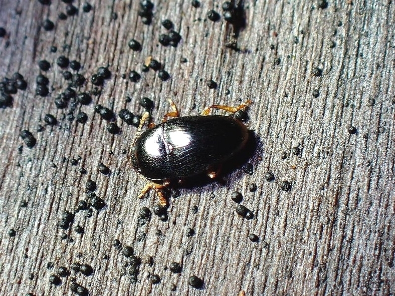Xestus throscoides
