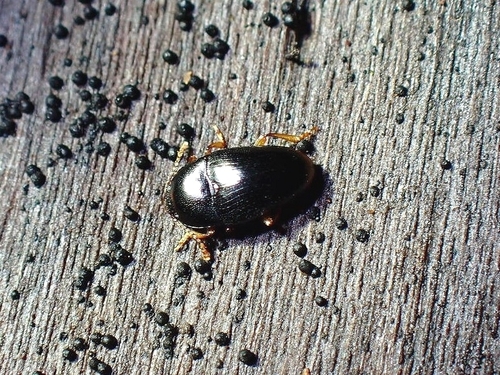 Xestus throscoides