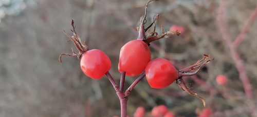 Elliptical Rose (Rosa elliptica)