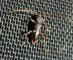 Phoracantha punctata