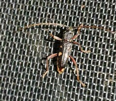 Phoracantha punctata