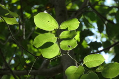 Metopium brownei