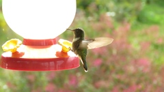 Selasphorus scintilla