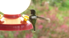 Selasphorus scintilla