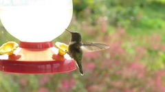 Selasphorus scintilla