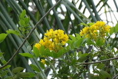 Senna racemosa