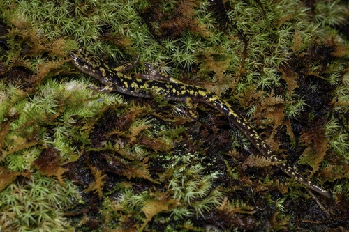 Hickory Nut Gorge Green Salamander, Aneides caryaensis
