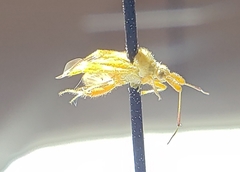 Miridae