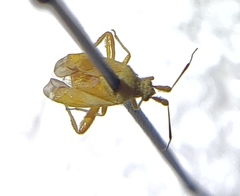 Miridae