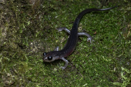 Blue Ridge Gray-cheeked Salamander, Plethodon amplus