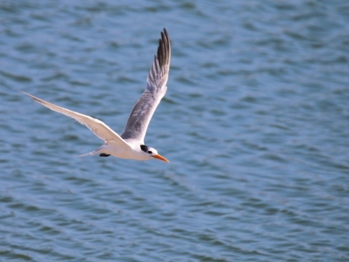 iNaturalist: (c) birdingmalaga, some rights reserved (CC BY-NC), uploaded by birdingmalaga iNaturalist image