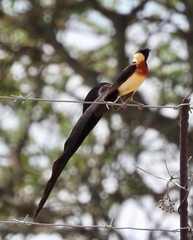 Long-Tailed Paradise Whydah photo 2