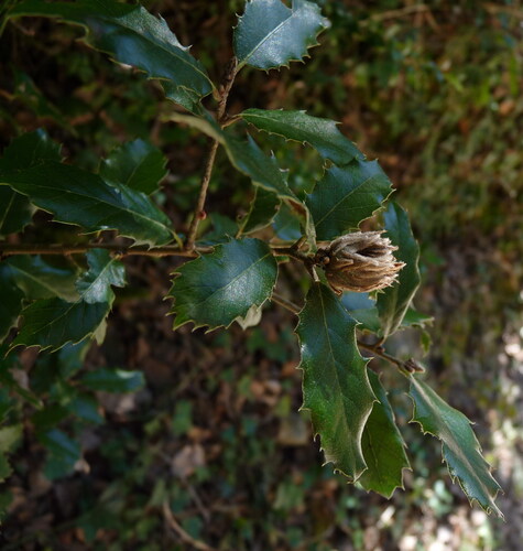 Blastodiplosis cocciferae