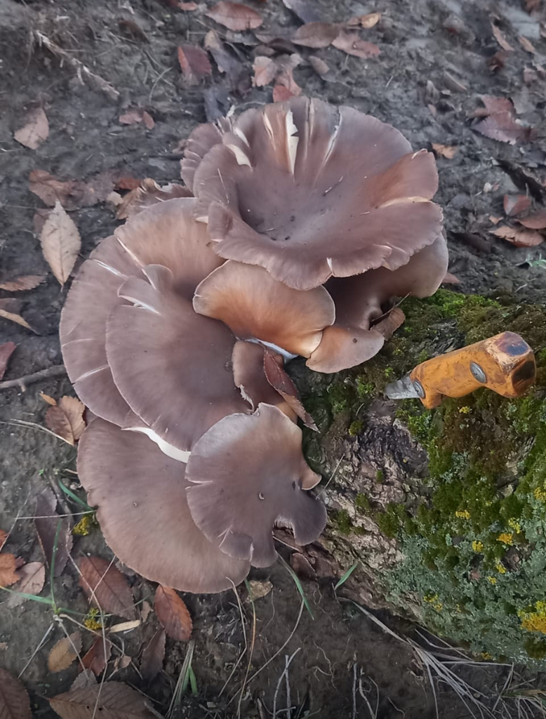 Pleurotus ostreatus · November 2025 · photo: © naturalist29626paterikina (iNaturalist, cc-by)