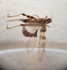 Trimerotropis pallidipennis