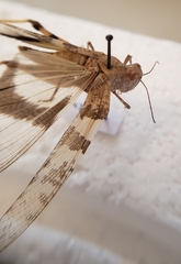 Trimerotropis pallidipennis