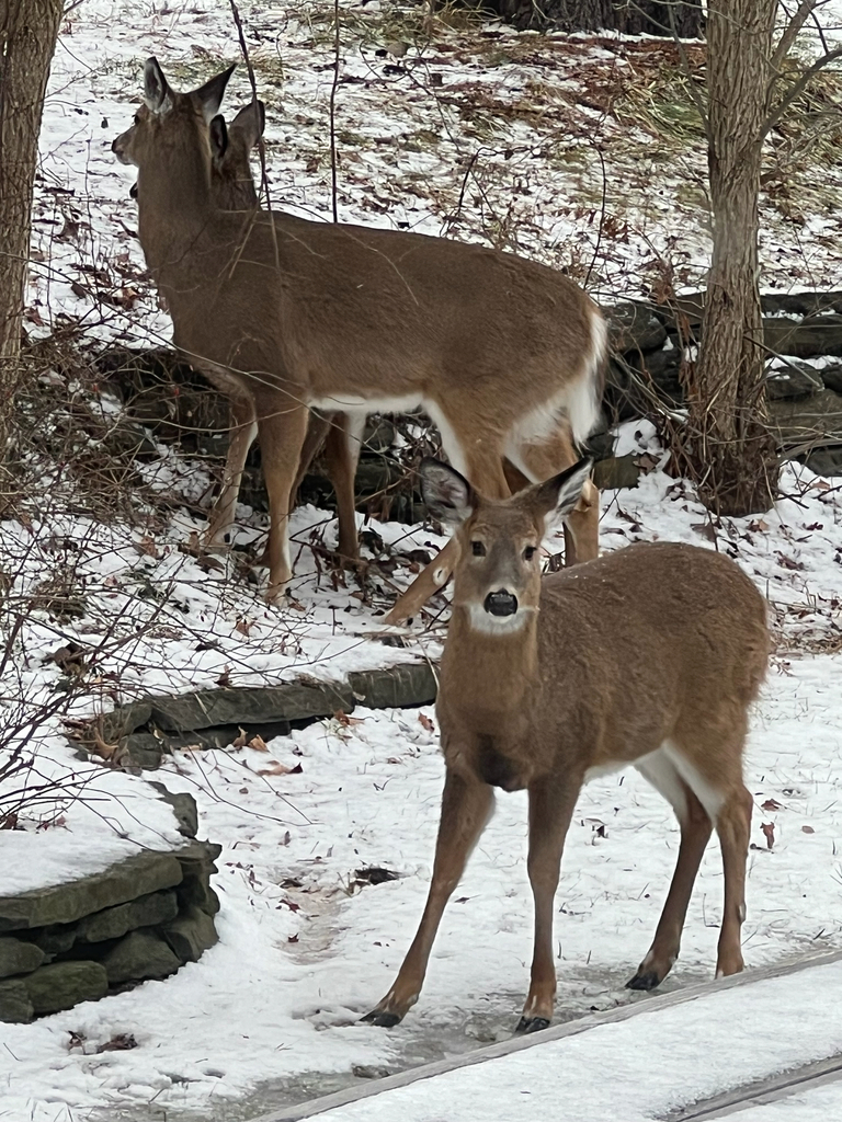 White-tailed Deer