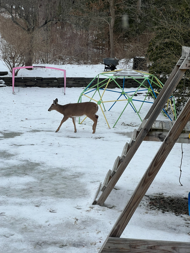 White-tailed Deer