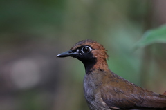 Black-Faced Antthrush photo 2