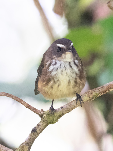 Fiji Streaked Fantail (Rhipidura layardi), photo 6