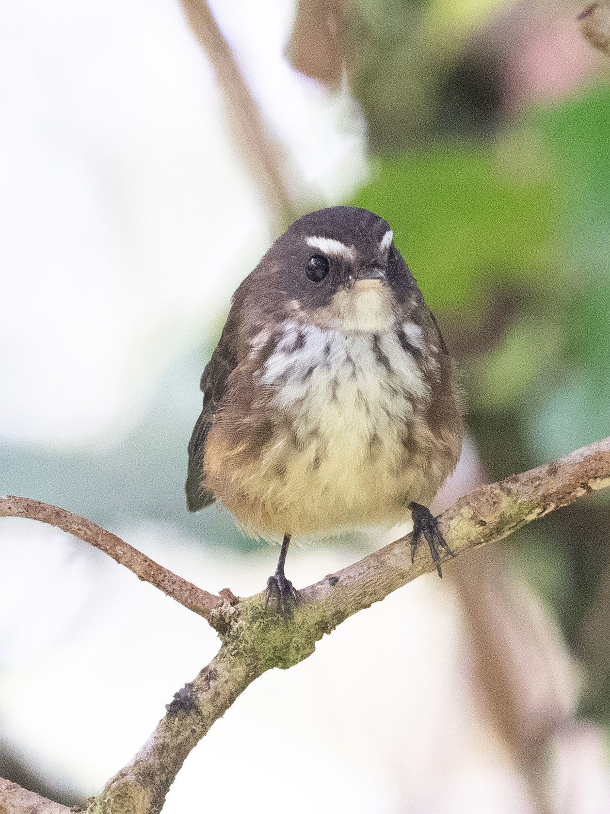 Fiji Streaked Fantail (Rhipidura layardi), photo 9