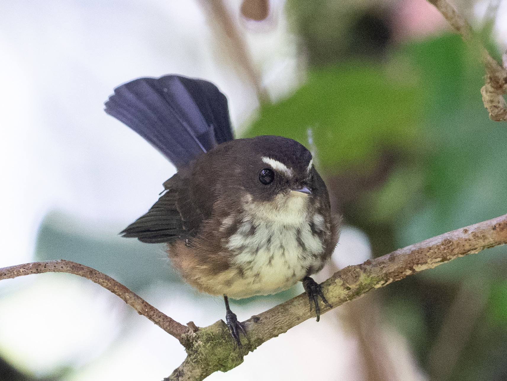 Fiji Streaked Fantail (Rhipidura layardi), photo 10