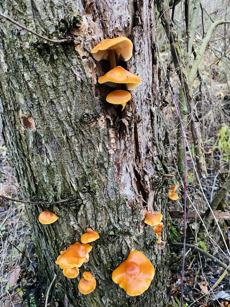 Flammulina · November 2025 · photo: © naturalist29626paterikina (iNaturalist, cc-by)