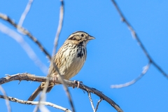 Xenospiza baileyi