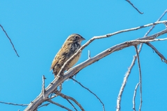 Xenospiza baileyi