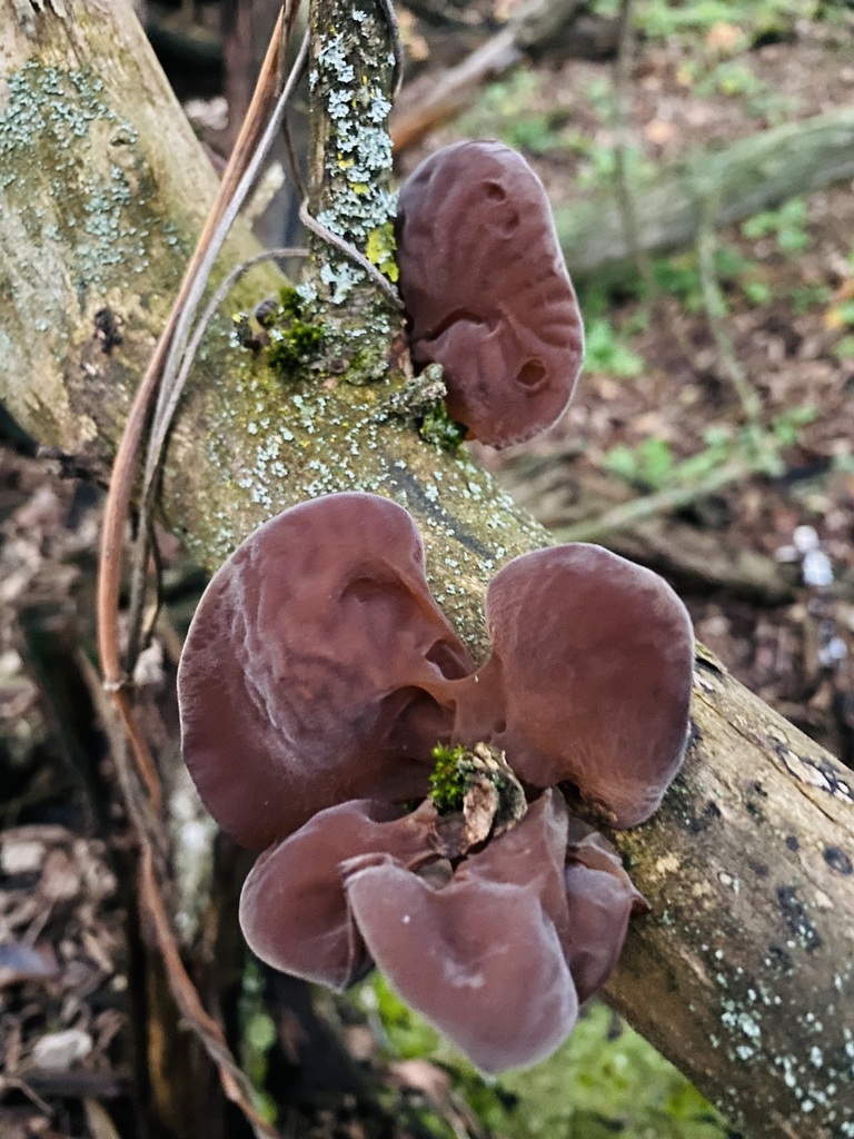 Auricularia auricula-judae · November 2025 · photo: © naturalist29626paterikina (iNaturalist, cc-by)