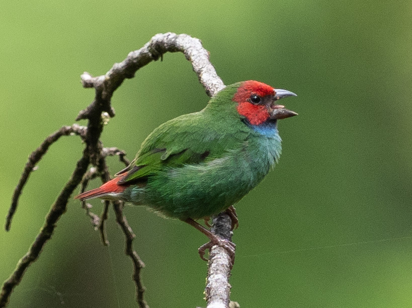 Fiji Parrotfinch photo