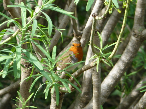 Petirrojo de Gran Canaria (Erithacus marionae)