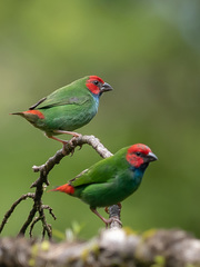 Erythrura pealii