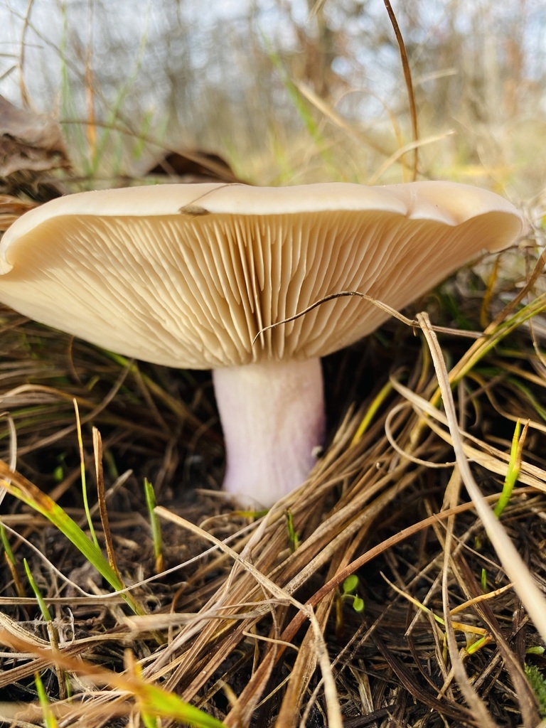 Collybia personata · November 2025 · photo: © naturalist29626paterikina (iNaturalist, cc-by)