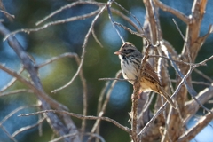 Xenospiza baileyi