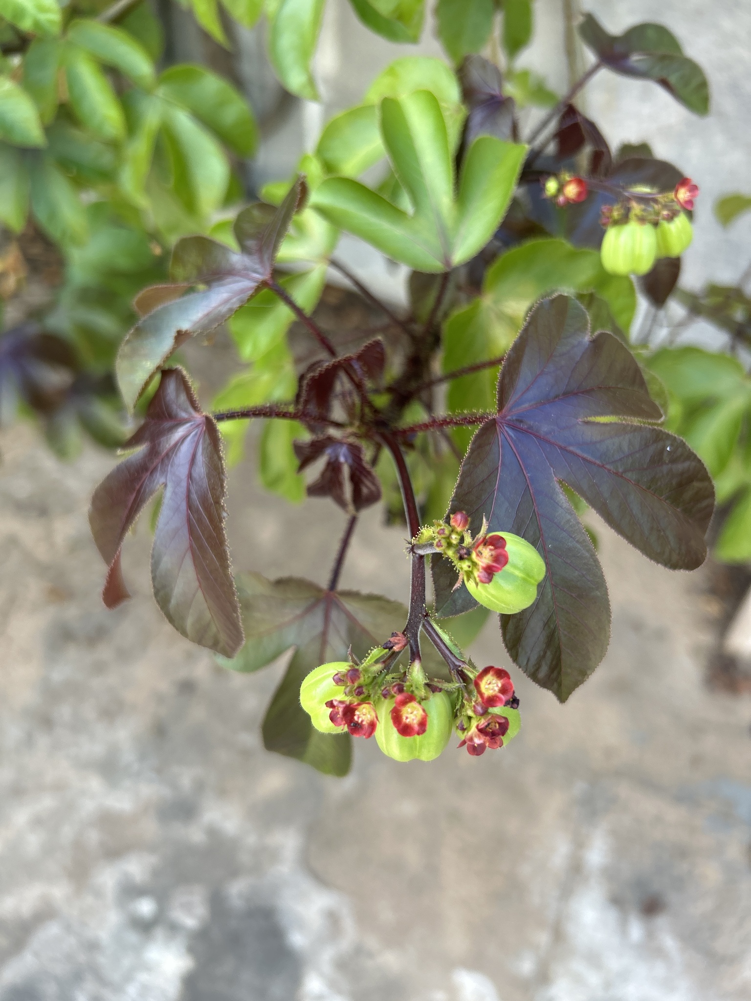 Jatropha gossypiifolia