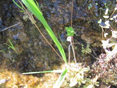 Pinguicula lusitanica
