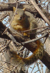 Sciurus niger