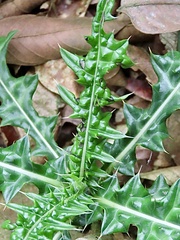 Acanthus montanus, photograph author not stated, no rights reserved