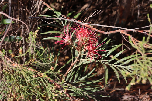 Scarlet Grevillea (Grevillea banksii)