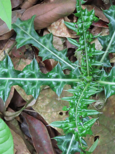 Acanthus montanus, photograph 5
