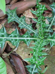 Acanthus montanus, photograph author not stated, no rights reserved