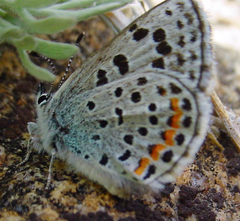 Euphilotes ancilla